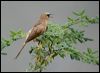 large_grey_babbler_16710