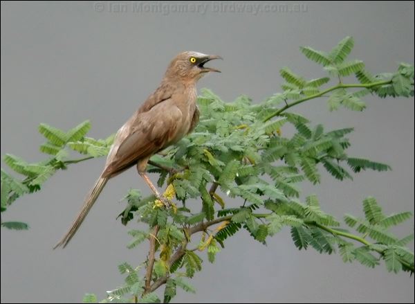 Large Grey Babbler large_grey_babbler_16710.psd