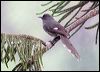 long_tailed_sibia_55263