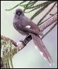 long_tailed_sibia_55264