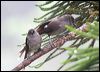 long_tailed_sibia_55293