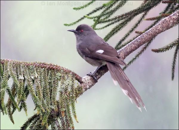 Long-tailed Sibia long_tailed_sibia_55263.psd