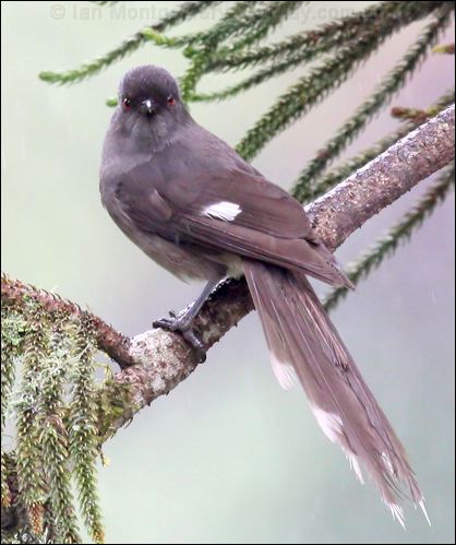 Long-tailed Sibia long_tailed_sibia_55264.psd