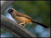 mask_laughingthrush_142092
