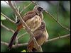 mask_laughingthrush_142418