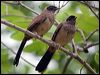 mask_laughingthrush_142427