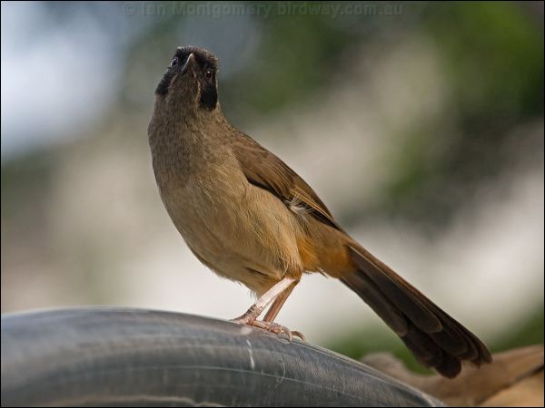 Masked Laughingthrush mask_laughingthrush_142083.psd