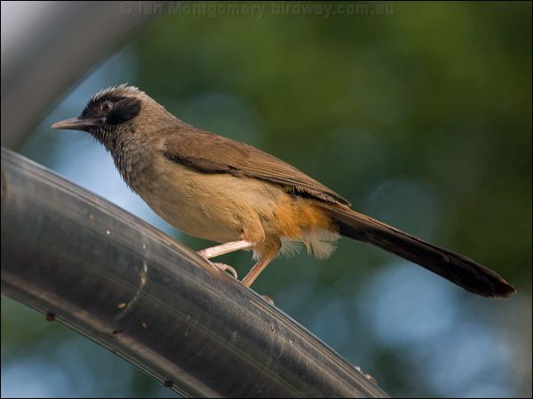 Masked Laughingthrush mask_laughingthrush_142092.psd