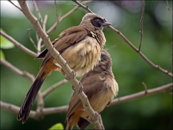 Masked Laughingthrush mask_laughingthrush_142418.psd