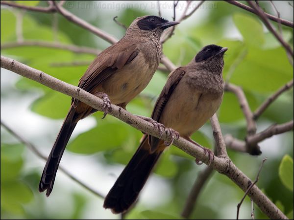 Masked Laughingthrush mask_laughingthrush_142427.psd