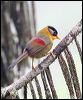 silver_eared_mesia_55324
