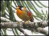 silver_eared_mesia_55380
