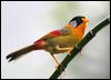 silver_eared_mesia_55488