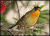 silver_eared_mesia_56501