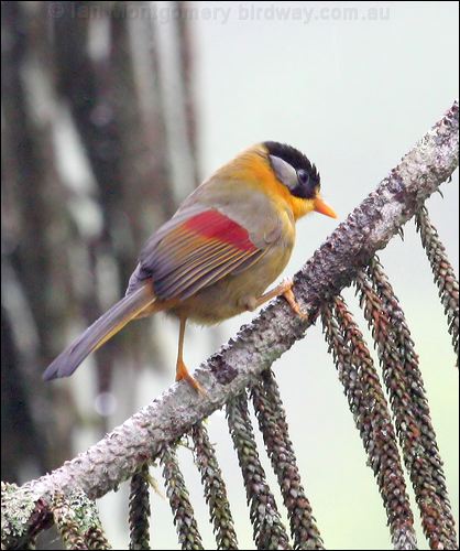 Silver-eared Mesia silver_eared_mesia_55324.psd