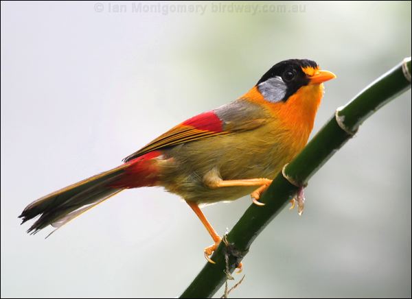 Silver-eared Mesia silver_eared_mesia_55488.psd
