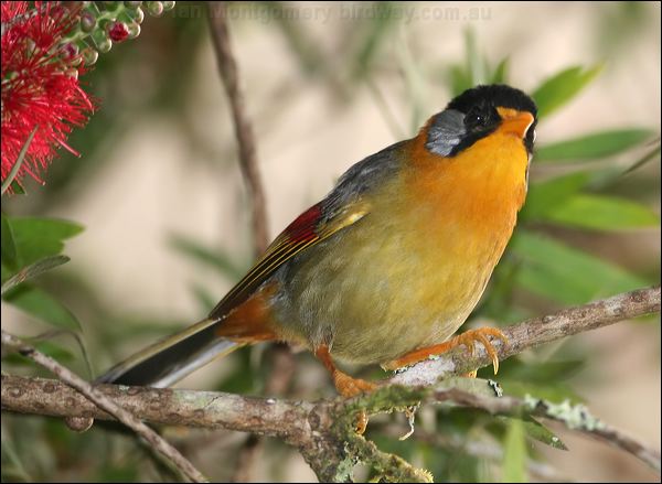 Silver-eared Mesia silver_eared_mesia_56501.psd