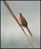 striated_babbler_16735