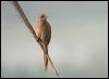 Click here to enter gallery and see photos of Striated Babbler