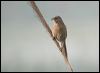 striated_babbler_16737