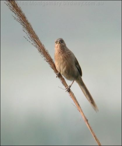 Striated Babbler striated_babbler_16735.psd