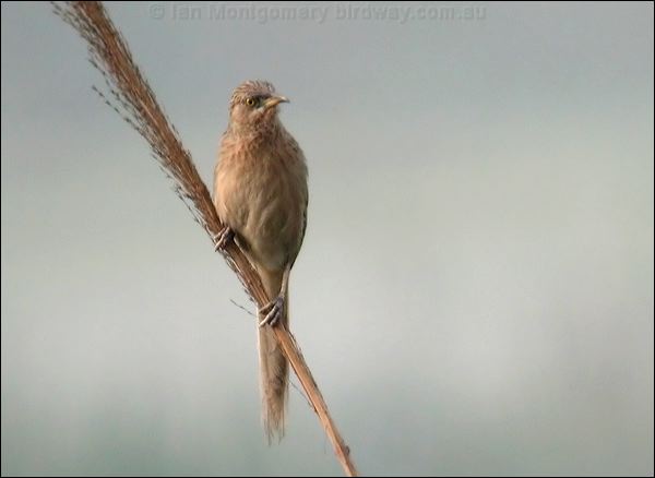 Striated Babbler striated_babbler_16736.psd