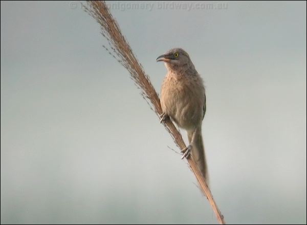 Striated Babbler striated_babbler_16737.psd