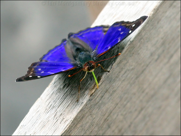 Agathina Emperor agathina_emperor_25808.psd