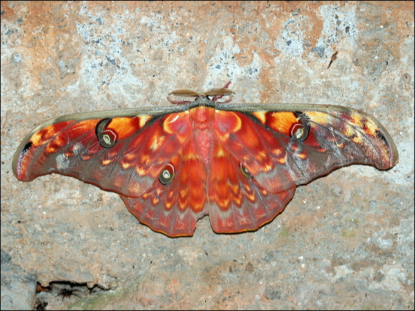 Antheraea larissa antheraea_larissa_56908.jpg