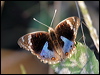 blue_argus_07627