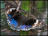 blue_argus_181884