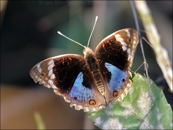 Blue Argus blue_argus_07627.psd