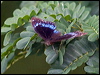 blue_banded_eggfly_181478