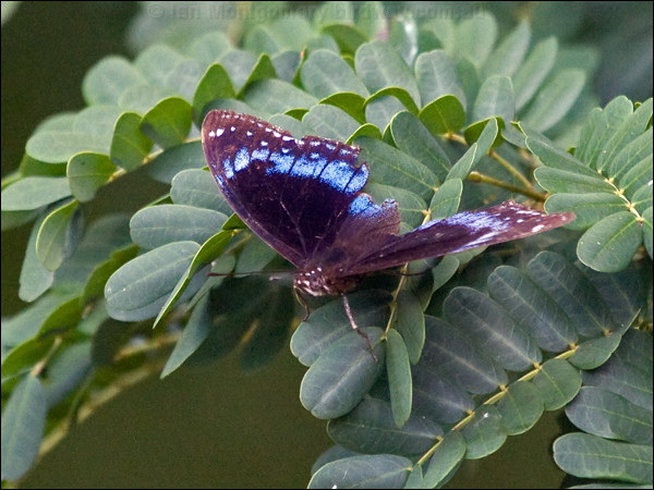 Blue-banded Eggfly blue_banded_eggfly_181478.psd
