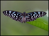 blue_tiger_17054
