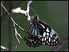 blue_tiger_35905