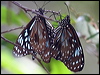 blue_tiger_35910