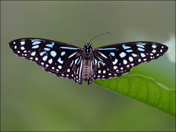 Blue Tiger blue_tiger_17054.psd