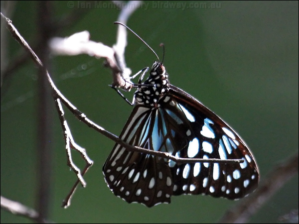 Blue Tiger blue_tiger_35905.psd