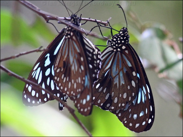 Blue Tiger blue_tiger_35910.psd