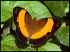 Click here to enter gallery and see photos/pictures/images of Bordered Rustic