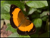 bordered_rustic_185821