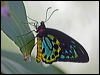 cairns_birdwing_157099