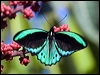 cairns_birdwing_157147