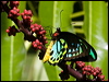 cairns_birdwing_157154
