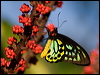 cairns_birdwing_181219