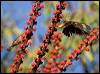cairns_birdwing_181235
