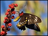 cairns_birdwing_181247