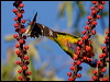 cairns_birdwing_181268
