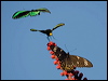 cairns_birdwing_181281